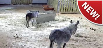 Donkey Web Cams .